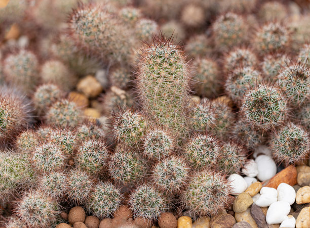 仙人掌和沙漠植物概述图片下载