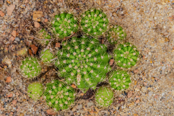 仙人掌和沙漠植物概述图片下载
