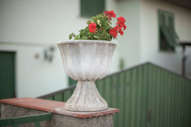 别墅入口处的一盆天竺葵图片下载