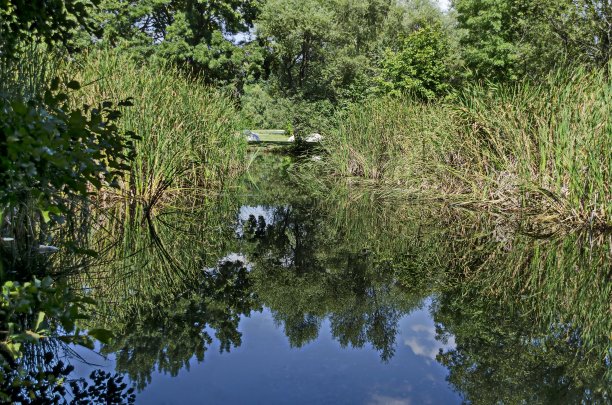 夏季绿林与芦苇倒影在湖中，南方公园图片下载