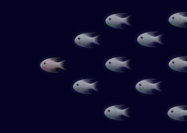 鱼群中的领导图片下载
