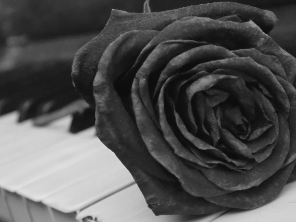 黑玫瑰图片下载