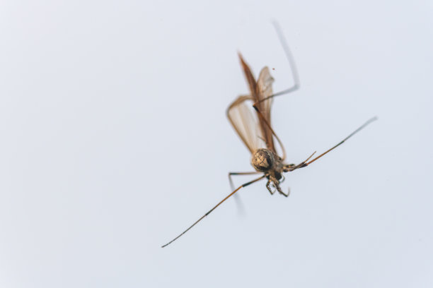 一只蜘蛛在它的网上抓住了一只飞虫并吮吸它图片下载