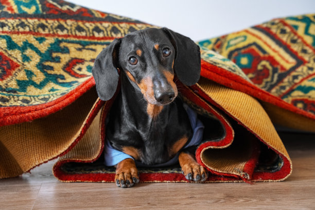 顽皮的年轻黑香肠藏在纺织地毯下图片下载