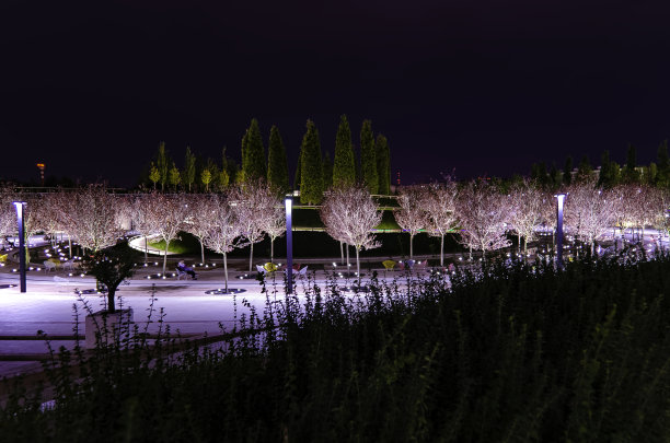 公园里的树在晚上被照亮了。在克拉斯诺达尔公园。图片下载