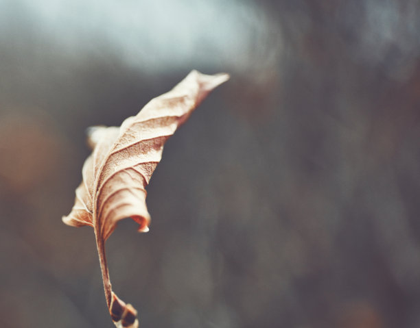 秋叶背景素材图片