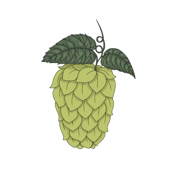 卡通彩色绿色啤酒啤酒花草本植物插图。手绘单对象孤立在白色背景。啤酒节主题装饰。图片下载