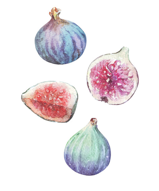 一组半幅和全幅无花果水彩画图片下载