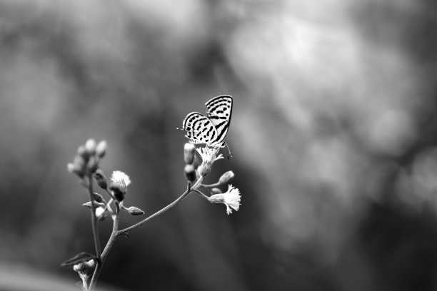 黑白相间的蝴蝶图片下载