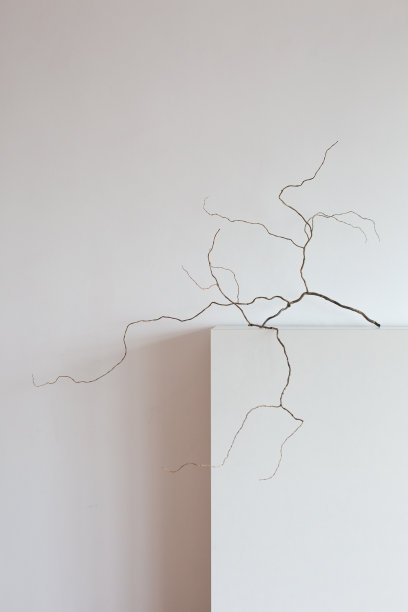 干枝装饰，柳条卷曲扭立图片下载