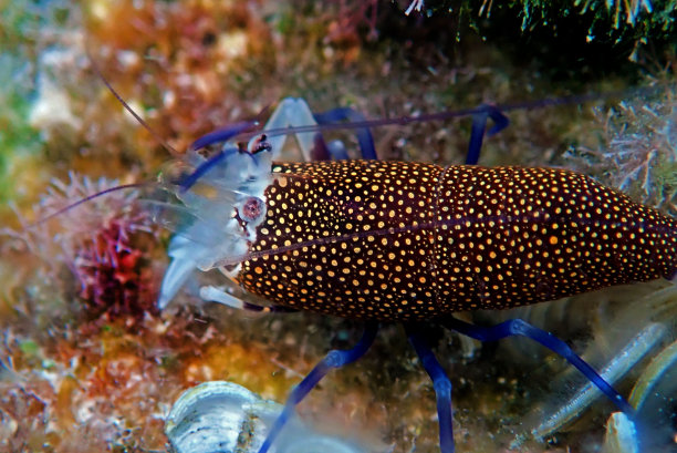 斑点大黄蜂虾-颌叶线虫水下风景图片图片下载