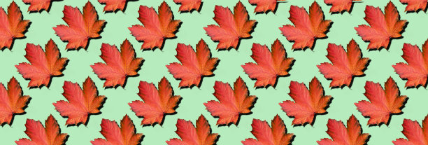 金秋的概念。阳光明媚，天气温暖。薄荷背景上的枫叶。前视图。秋天的颜色。图片下载