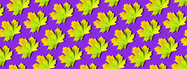 鲜艳的枫叶图案在紫罗兰的背景。前视图。平的。季节的概念。缤纷秋叶的创意布局。图片下载