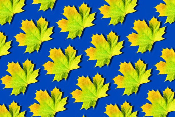 蓝色背景上的黄色枫叶图案。前视图。平的。季节的概念。缤纷秋叶的创意布局。图片下载