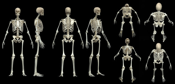 正面，背面，顶部和底部视图的人类骨骼孤立的3d渲染图片下载