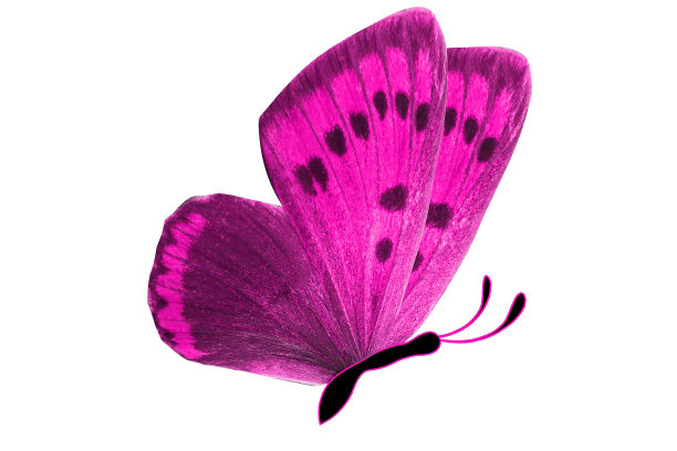 热带粉红蝴蝶。孤立在白色图片下载