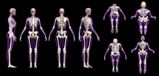 女性骨骼与透明凝胶皮肤多姿态隔离3d渲染图片下载