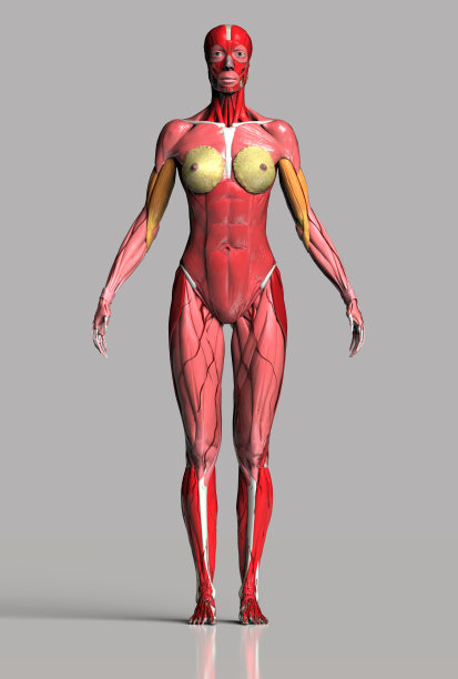 女性肌肉系统解剖正面视图灰色和反射地板3d渲染图片下载