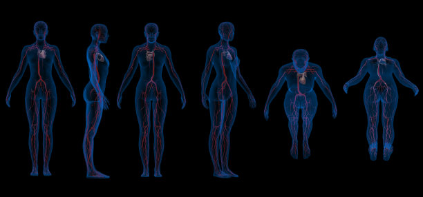 女性心血管系统显示静脉、心脏和血液的3d渲染图片下载