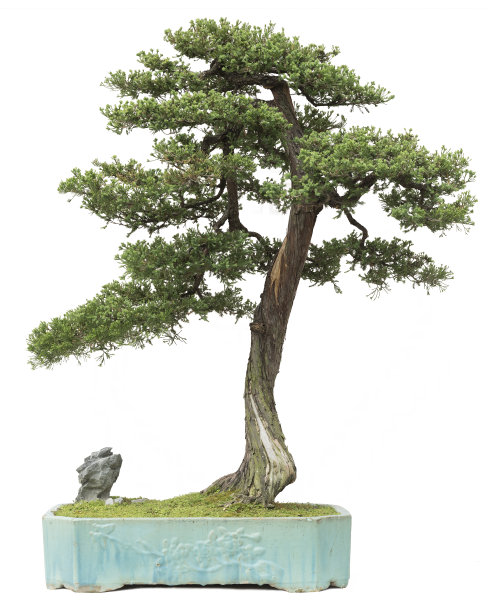 松树盆景图片下载