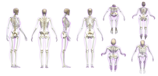 女人成年骨骼与透明凝胶皮肤白色背景3d渲染图片下载