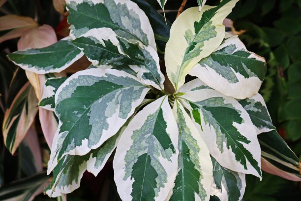 一个花园了图片下载