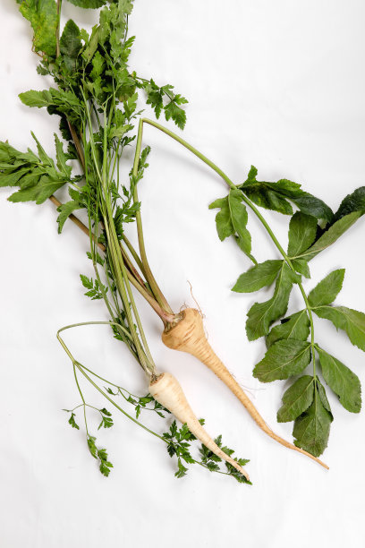 欧防风和欧芹根的比较，新鲜的叶子只来自花园，在白色的背景。图片下载