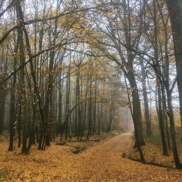 树治疗图片下载