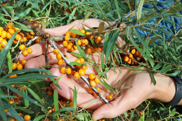 年长的女人手里拿着树枝上的黄色成熟的小沙棘浆果图片下载