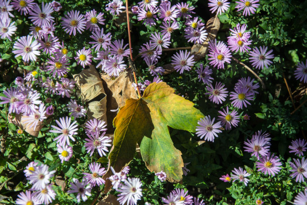 美丽的装饰性园林植物，开紫色小花-高山紫菀(Aster alpinus)。田野上的秋花与凋谢的树叶，花的图案，秋天的概念图片下载
