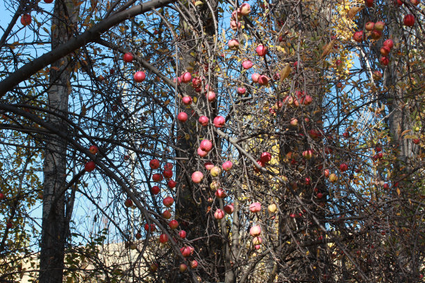 果园里成熟的红苹果图片下载