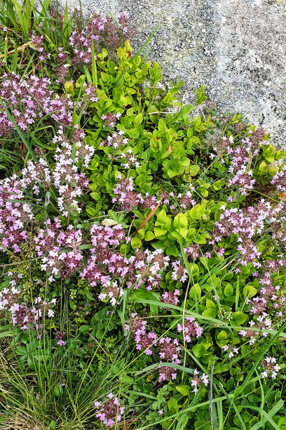 阿尔卑斯山中部紫罗兰色和白色的野花图片下载