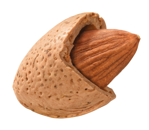 杏仁图片下载