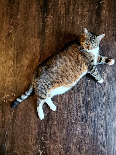 我是高级猫模特图片下载