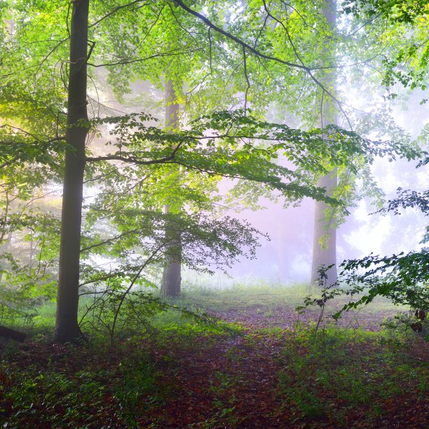 阳光照射在雾蒙蒙的森林里。奥斯纳布吕克,琦图片下载