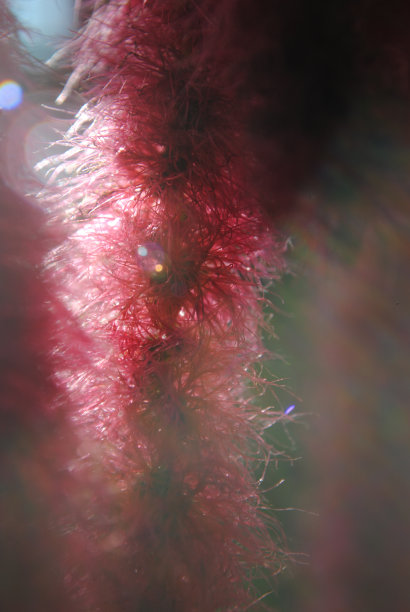 深红色的瓶刷，柠檬香，在梦幻的环境中。图片下载