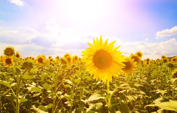 农业。图片下载