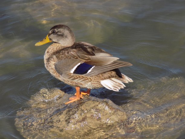 一只腿上有海军蓝条纹的鸭子站在水中的一块岩石上图片下载
