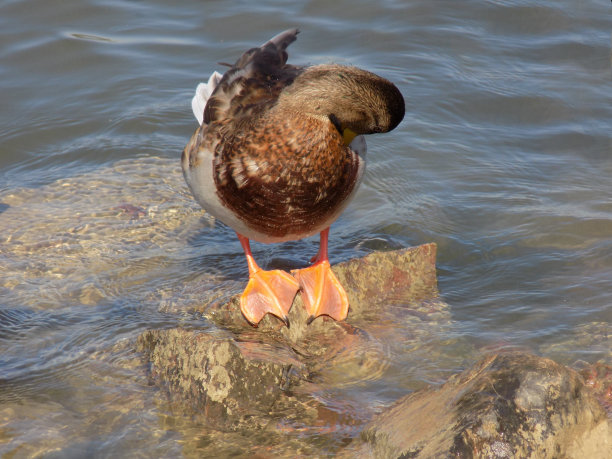 鸭子站在水中的一块岩石上，清洗自己的羽毛图片下载
