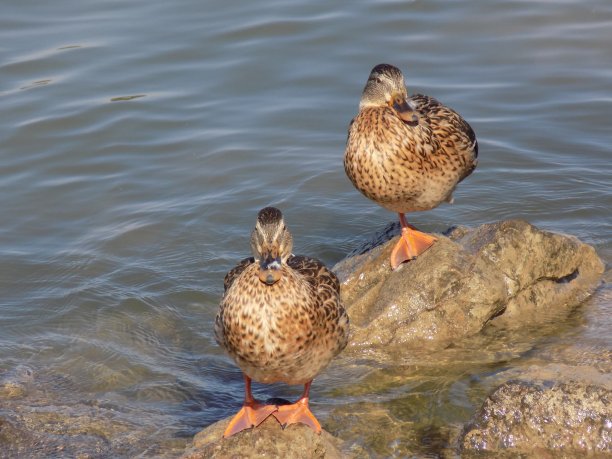 一群小鸭子站在水中的岩石上图片下载