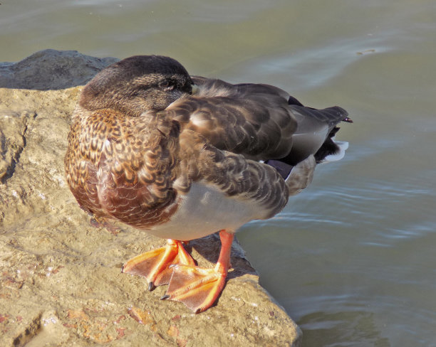 鸭子站在水中的一块岩石上，清洗自己的羽毛图片下载
