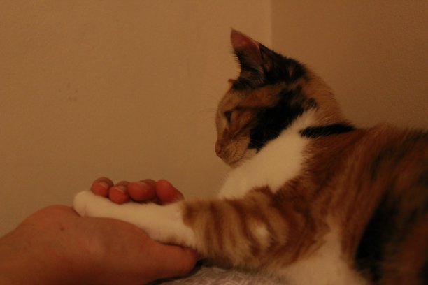 我的亲爱的图片下载