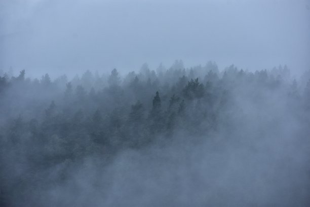 在挪威山顶的森林里有雾图片下载