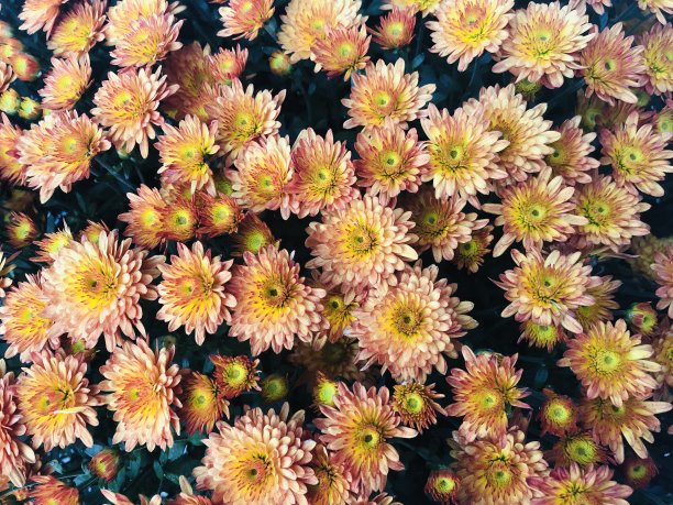 秋天妈妈鲜花图片下载