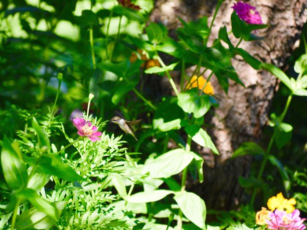 美丽的蜂鸟在高高的野花花园里图片下载
