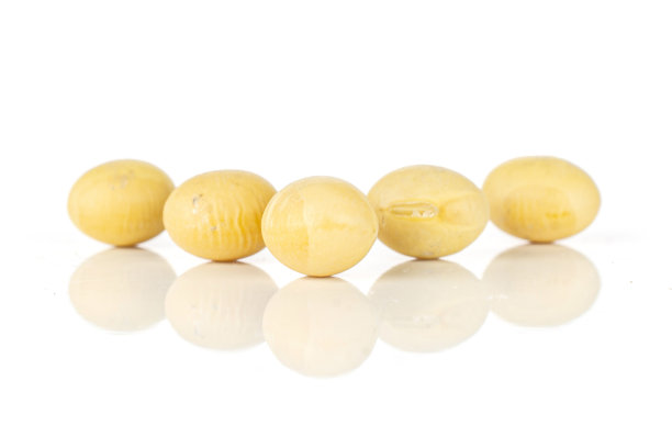 生黄豆分离上白图片下载