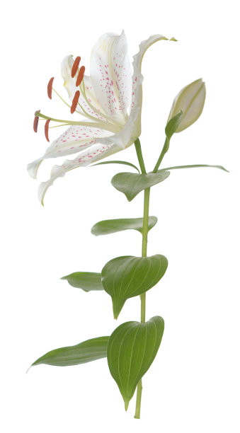 莉莉花图片下载