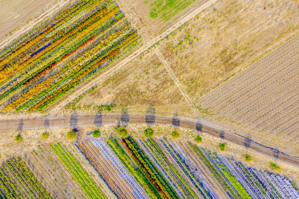 鸟瞰图的颜色和风景的花和生产农场在加利福尼亚图片下载