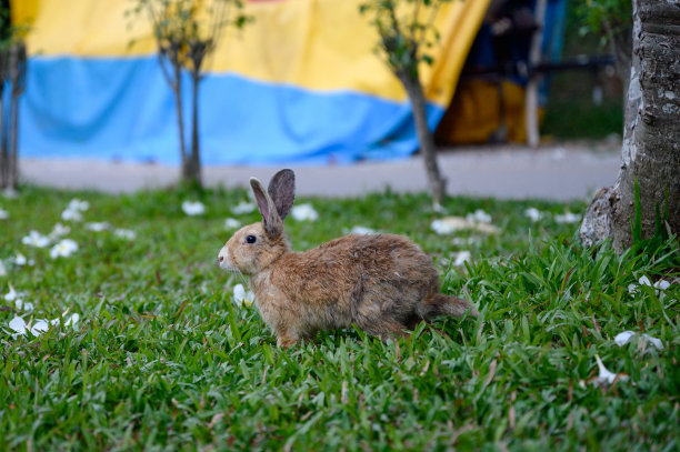 棕色的兔子在花园里的草地上开着花图片下载