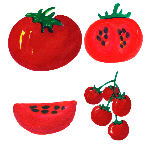 一组不同的单独的西红柿，切片，放在一个小树枝上。栅格插图，毡尖笔绘图图片下载